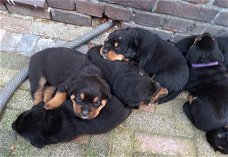 Mooie pups, Cane Corso x Rottweiler