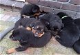 Mooie pups, Cane Corso x Rottweiler - 1 - Thumbnail