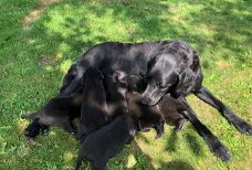Field Trial Labrador met stamboom