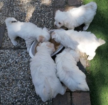 Maltezer pups opzoek naar een lieve en zorgzame baasje - 0
