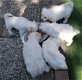 Maltezer pups opzoek naar een lieve en zorgzame baasje - 0 - Thumbnail