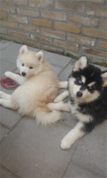 Mooie f3 pomsky pups - 0