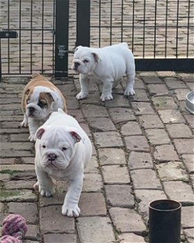 Engelse bulldog pups met fci stamboom - 0