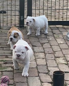 Engelse bulldog pups met fci stamboom