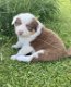 Australische herder pup (teefje) - 2 - Thumbnail