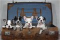 unieke franse bulldog pupjes - 0 - Thumbnail