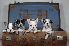 unieke franse bulldog pupjes