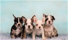 unieke franse bulldog pupjes - 1 - Thumbnail