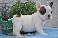 Mooie Franse Bulldog-puppy klaar om nu te vertrekken