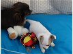 Chihuahua pups - 0 - Thumbnail