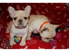 Super Franse Bulldog pups te koop - 0