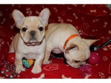 Super Franse Bulldog pups te koop