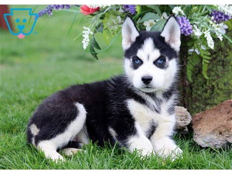 Geregistreerde Siberische Husky-puppy's - 0