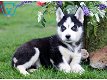 Geregistreerde Siberische Husky-puppy's - 0 - Thumbnail