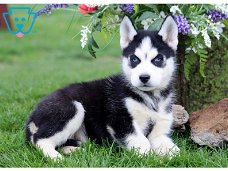 Geregistreerde Siberische Husky-puppy's