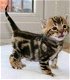 schattige Bengaalse kittens voor adoptie - 0 - Thumbnail