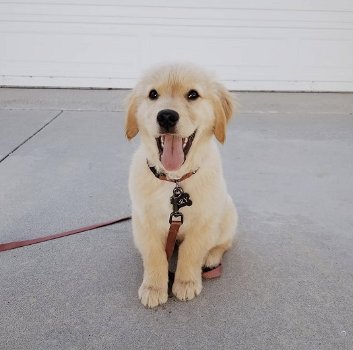 Golden Retriever-puppy - 1