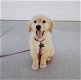 Golden Retriever-puppy - 1 - Thumbnail