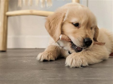 Golden Retriever-puppy - 2