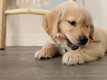 Golden Retriever-puppy - 2 - Thumbnail