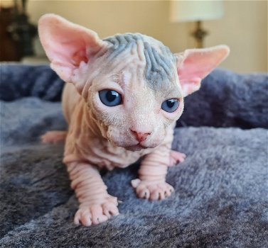 blauwogige Sphynx-kittens Klaar voor nu - 0