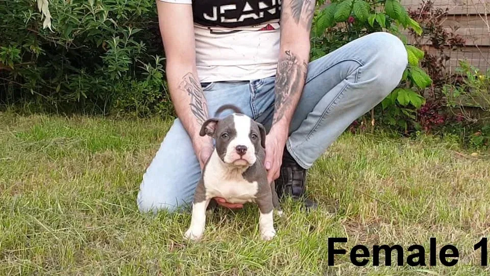 Top American Bully pups XL met ABKC Stamboom - nr. 1