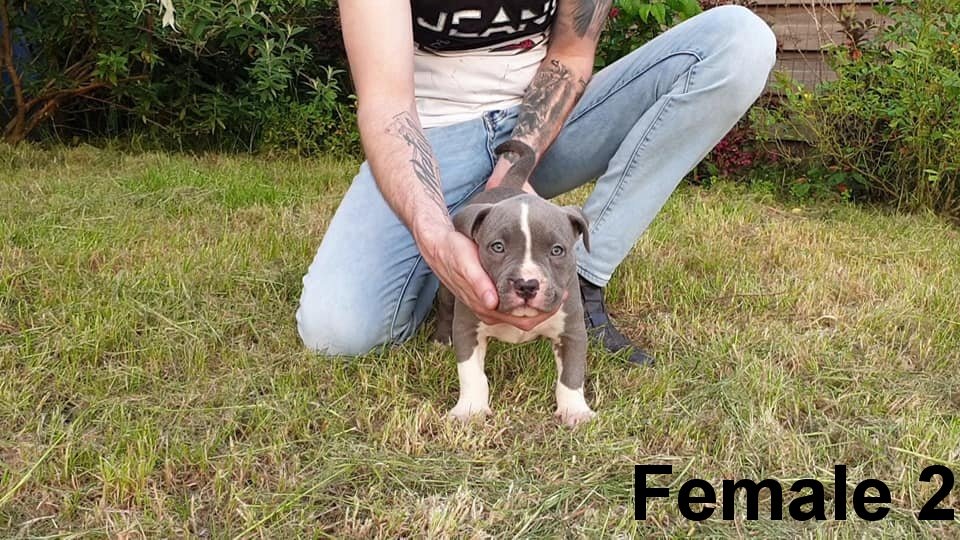 Top American Bully pups XL met ABKC Stamboom - Afbeelding 2