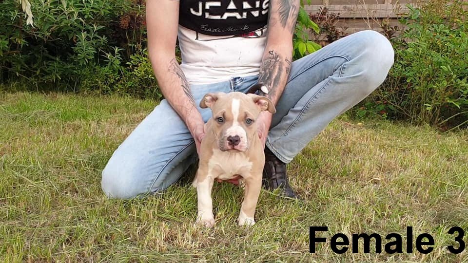 Top American Bully pups XL met ABKC Stamboom - Afbeelding 3