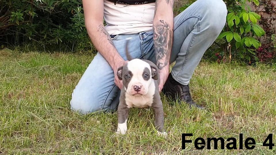 Top American Bully pups XL met ABKC Stamboom - Afbeelding 4