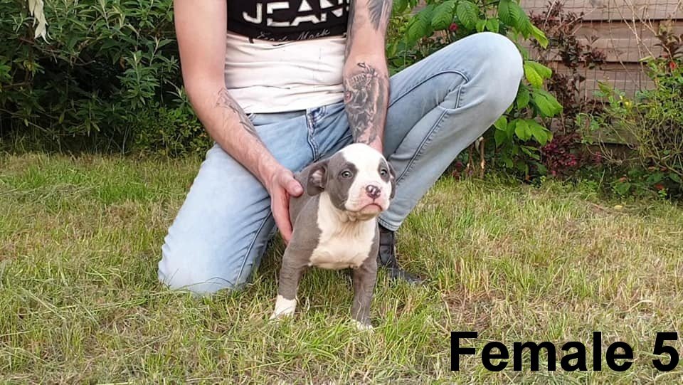Top American Bully pups XL met ABKC Stamboom - Afbeelding 5