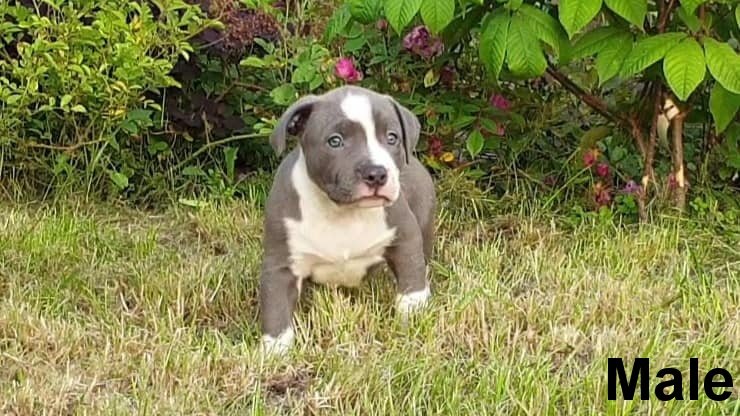 Top American Bully pups XL met ABKC Stamboom - Afbeelding 6