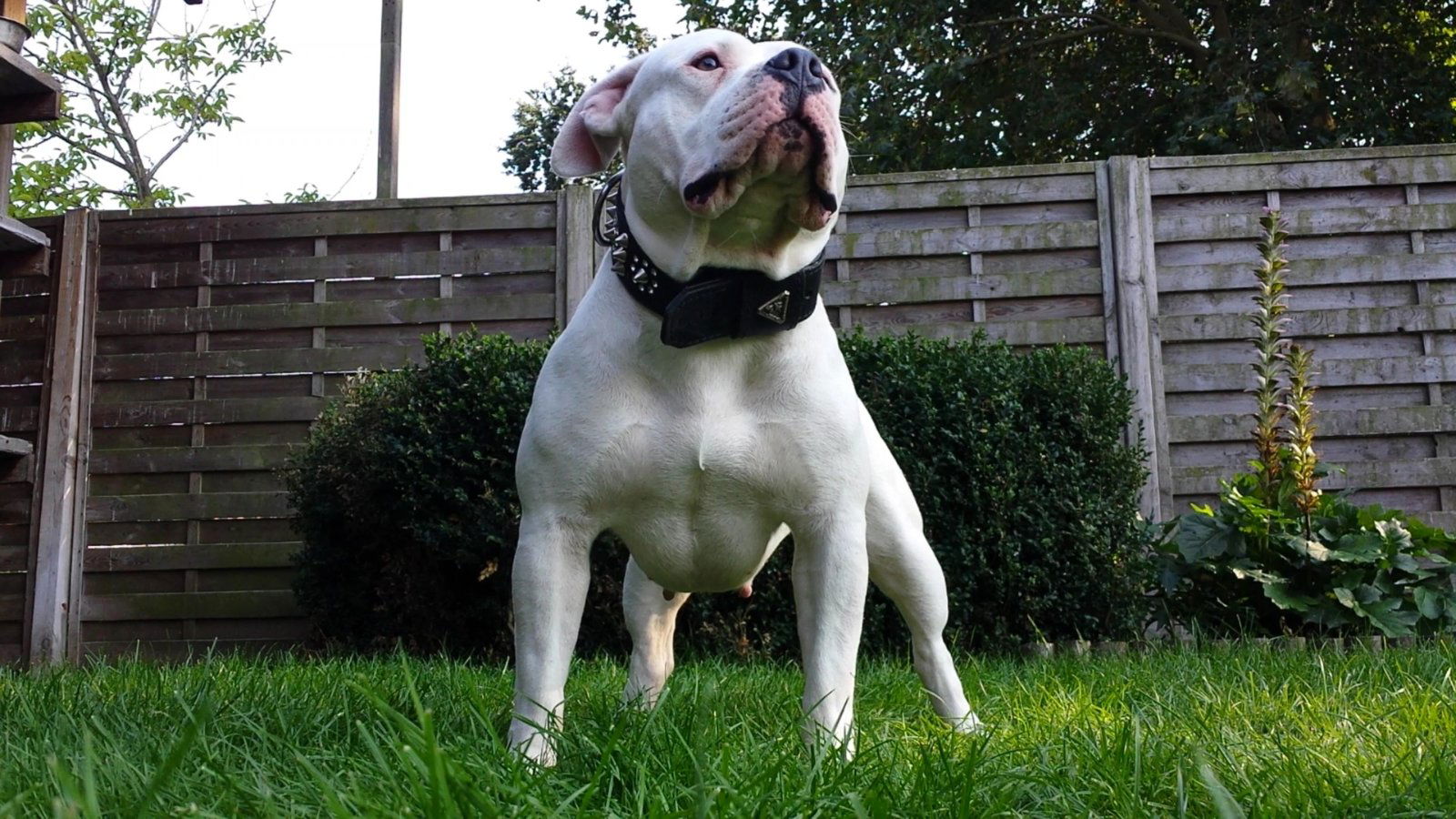 Top American Bully pups XL met ABKC Stamboom - Afbeelding 7