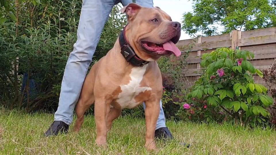 Top American Bully pups XL met ABKC Stamboom - Afbeelding 8