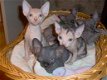 Sphynx met stamboom - 0 - Thumbnail