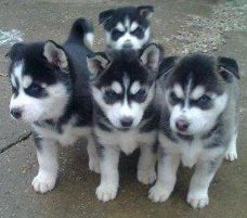 100% schone Siberische husky-pups