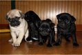 Mooie raszuivere beige Mops pups - 0 - Thumbnail