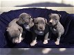 American pitbull pups - 0 - Thumbnail