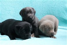 **Mooie labrador pup**