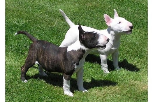 Mooie Bull terrier Puppies - 0