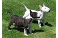 Mooie Bull terrier Puppies - 0 - Thumbnail