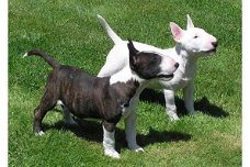 Mooie Bull terrier Puppies