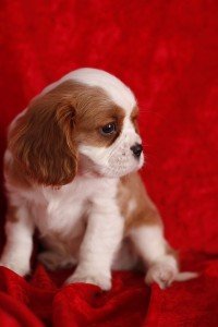 Cavalier King Charles Spaniel-puppy's - 0