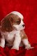 Cavalier King Charles Spaniel-puppy's - 0 - Thumbnail