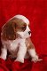 Cavalier King Charles Spaniel-puppy's - 0 - Thumbnail