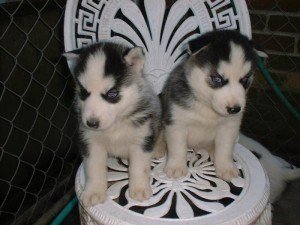 Siberische Husky-puppy's - 0