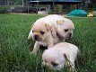 Uitstekende pug-puppy's te koop - 0 - Thumbnail