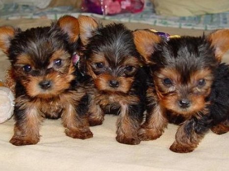 Leuke en schattige theekopje Yorkie-puppy's voor gratis adoptie - 0