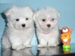 Maltese puppy's op zoek naar een nieuw huis - 0 - Thumbnail