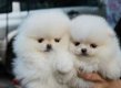Twee geweldige T-Cup Pommerse puppy's - 0 - Thumbnail
