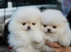 Twee geweldige T-Cup Pommerse puppy's
